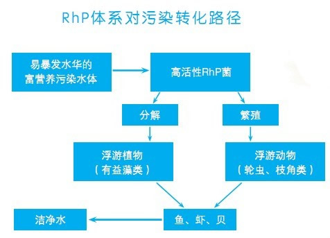 RhP生物技術(shù)轉(zhuǎn)化路徑
