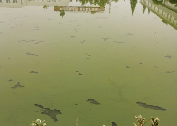 南京市上海鐵路局橋工段大院魚塘藍(lán)藻爆發(fā)治理項(xiàng)目